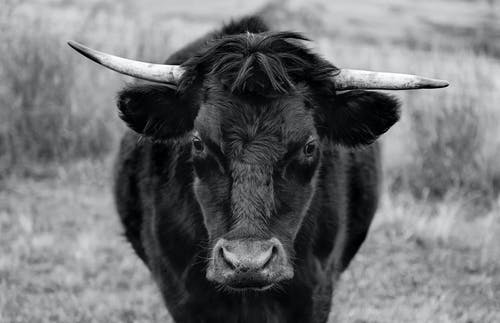 公牛的灰度照片 · 免费素材图片