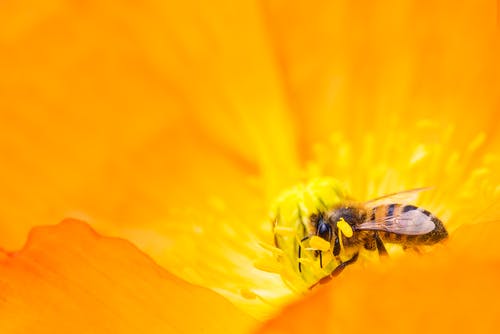 黄大黄蜂聚会花粉特写摄影 · 免费素材图片