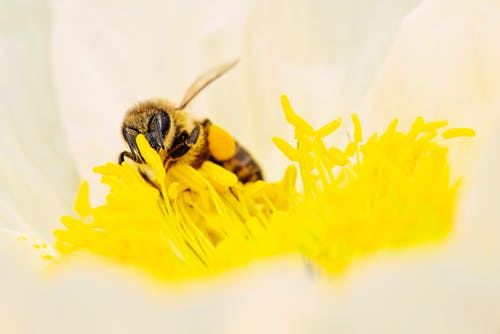 蜜蜂栖息在白色花瓣上 · 免费素材图片