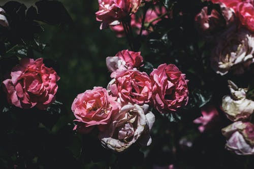 粉红色的花瓣开花植物 · 免费素材图片
