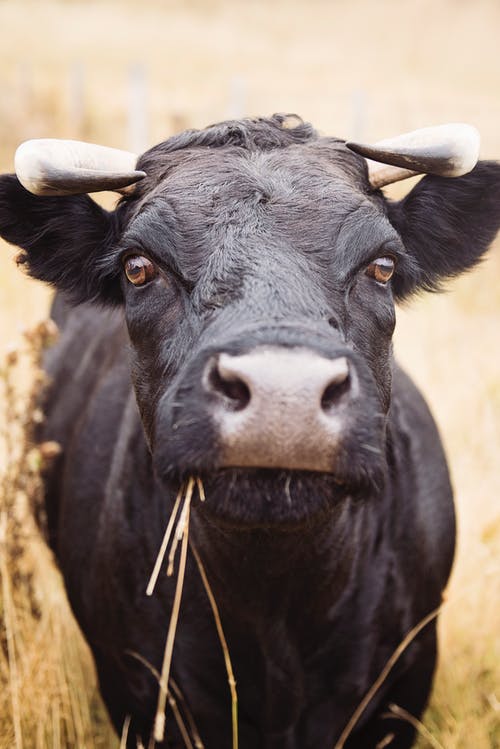 黑水牛吃草 · 免费素材图片