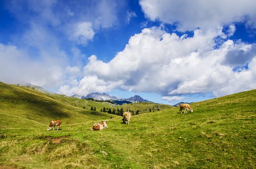 四只羊在草地上 · 免费素材图片