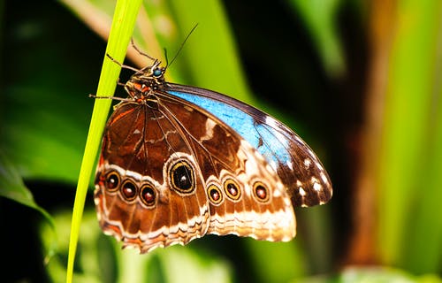 棕蝴蝶 · 免费素材图片