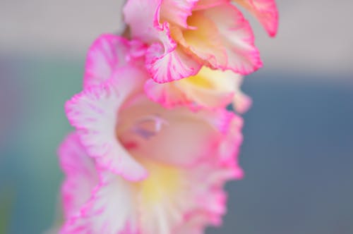 粉红色的花朵的宏观照片 · 免费素材图片