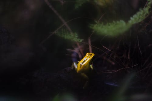 叶子上的黄色和绿色的青蛙 · 免费素材图片