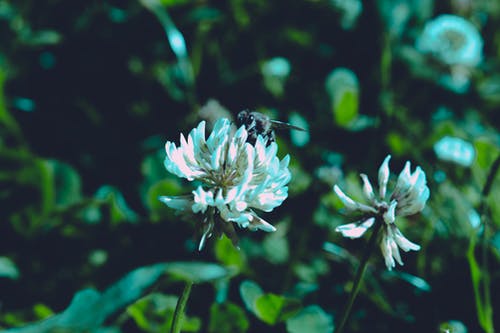 白花瓣花选择性焦点照片 · 免费素材图片
