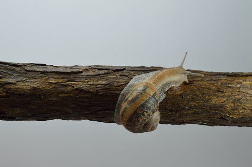 棕色和灰色蜗牛在树枝上 · 免费素材图片