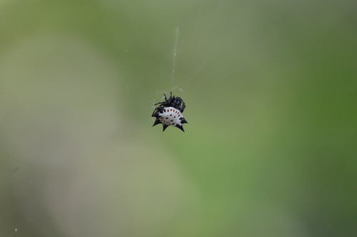 Web上的白色和黑色蜘蛛 · 免费素材图片