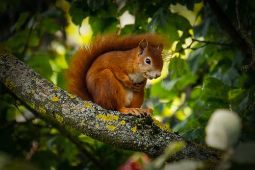 红松鼠在树枝上 · 免费素材图片