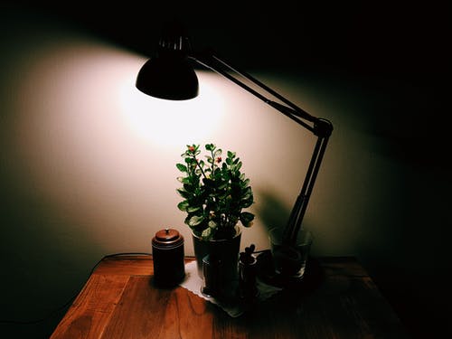 盆栽植物上的打开的台灯 · 免费素材图片