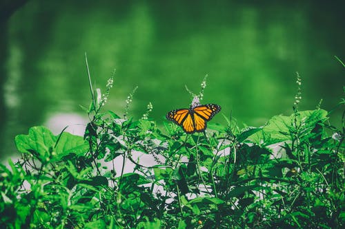 绿叶植物和蝴蝶 · 免费素材图片