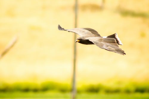 猎鹰的选择性聚焦摄影 · 免费素材图片