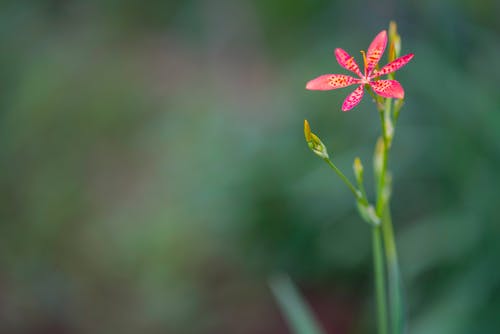 选择性聚焦摄影ofpink花瓣花 · 免费素材图片