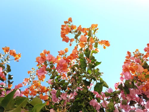 橙色和粉红色的花朵 · 免费素材图片