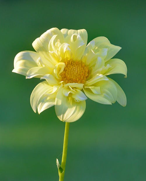 黄色花瓣开花植物 · 免费素材图片