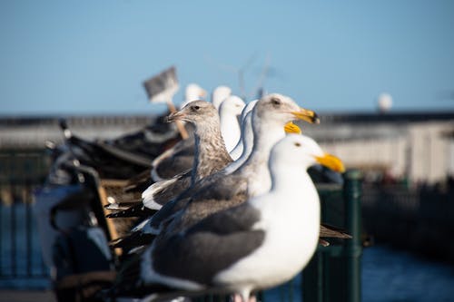 排队的白色和灰色的海鸥 · 免费素材图片