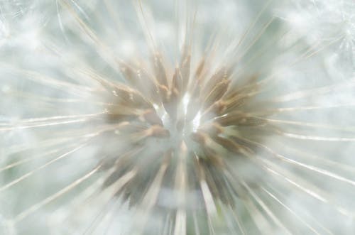 白色蒲公英花的微距摄影 · 免费素材图片
