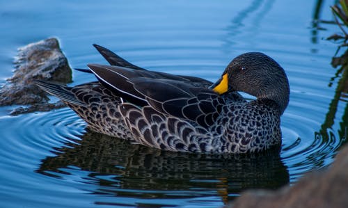 棕鸭在水体 · 免费素材图片