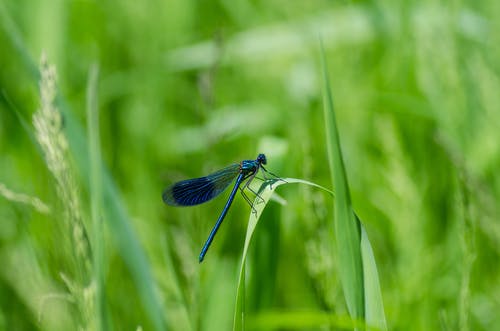 蜻蜓在草丛中 · 免费素材图片