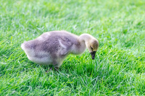 草地上的灰色小鸭 · 免费素材图片