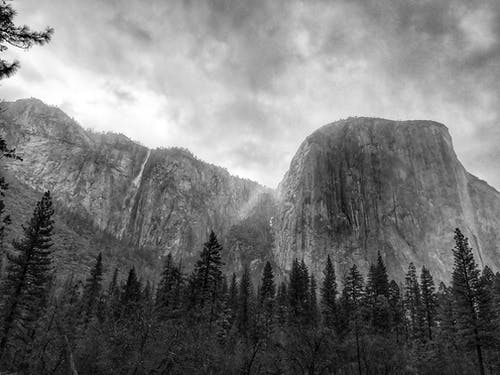 悬崖和松树的灰度照片 · 免费素材图片