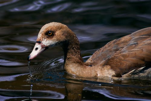 棕鸭在水面上 · 免费素材图片
