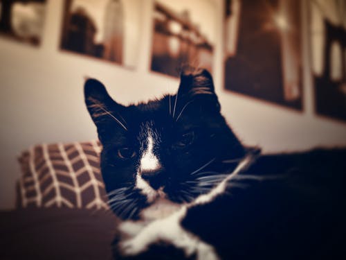黑白猫 · 免费素材图片
