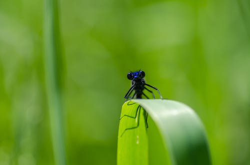 黑色昆虫在绿叶上的选择性聚焦摄影 · 免费素材图片