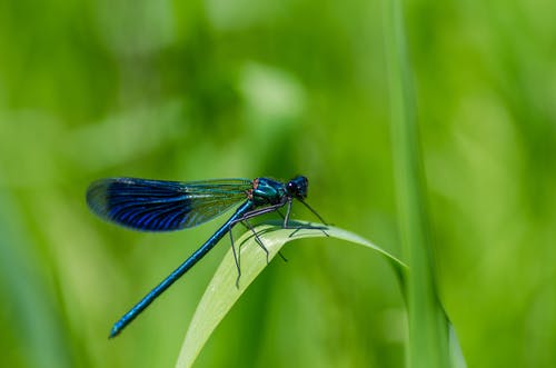 蜻蜓在绿叶上的选择性聚焦摄影 · 免费素材图片