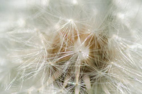 白蒲公英花 · 免费素材图片