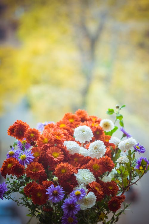 红色，白色和紫色的花朵 · 免费素材图片