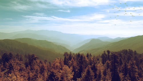 布朗森林的鸟瞰图摄影 · 免费素材图片