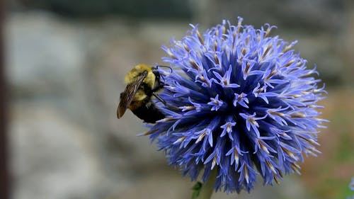 蜜蜂在蓝色花瓣上的特写摄影 · 免费素材图片