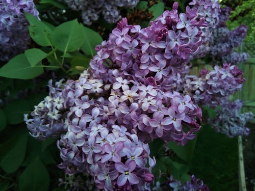 白色和紫色的花瓣花 · 免费素材图片