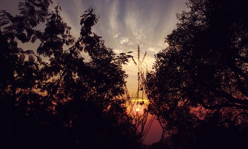 日出时的黑树 · 免费素材图片