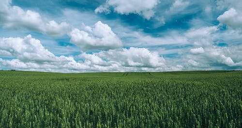 晴朗的天空下的绿草田 · 免费素材图片