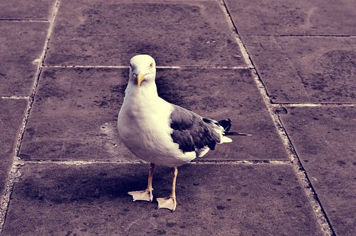 地面上的灰白鸽子 · 免费素材图片
