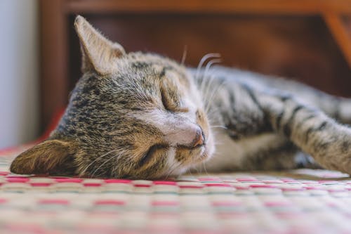 灰色虎斑小猫的选择性聚焦摄影 · 免费素材图片