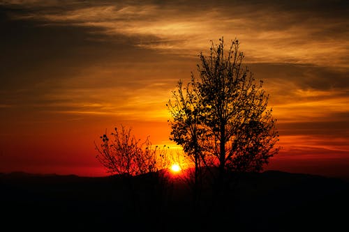 橙色日落期间树木的轮廓 · 免费素材图片