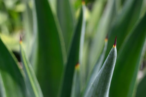 绿尖植物 · 免费素材图片