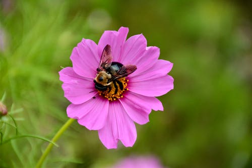 蜜蜂在粉红色的花朵上的浅焦点摄影 · 免费素材图片