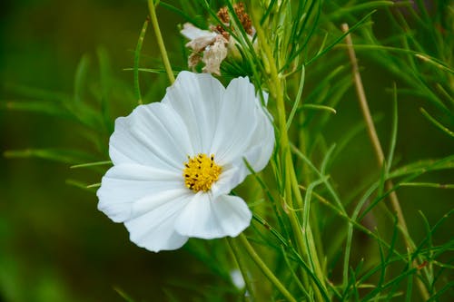 白色花瓣植物的选择性聚焦摄影 · 免费素材图片