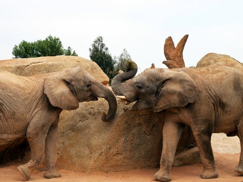 岩石旁边的两个灰色大象 · 免费素材图片