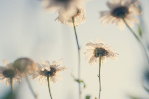 盛开的白色花瓣花 · 免费素材图片