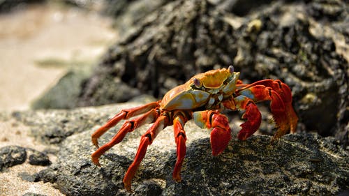 浅照片中的橙色螃蟹 · 免费素材图片