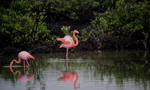 粉红火烈鸟 · 免费素材图片