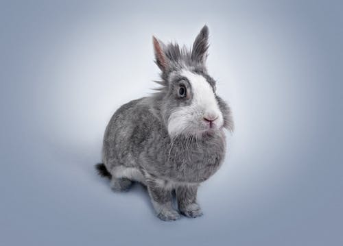 灰兔子 · 免费素材图片