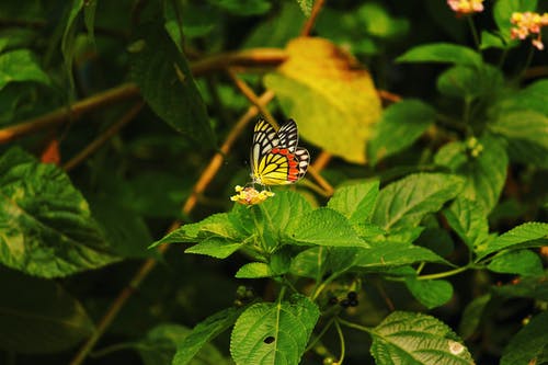 绿叶上的蝴蝶 · 免费素材图片