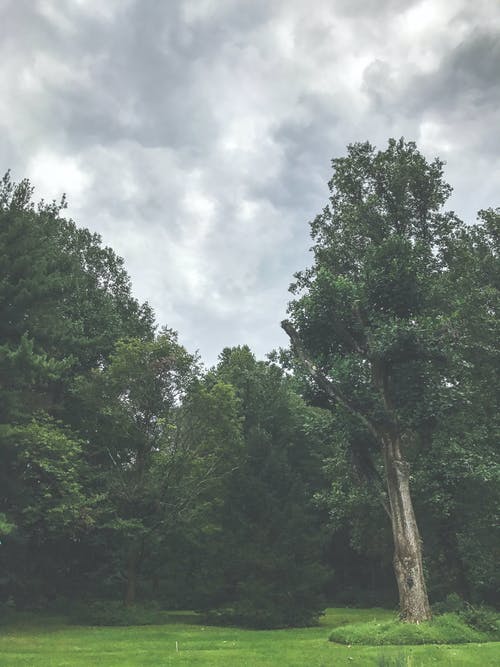 多云的天空下的绿树 · 免费素材图片