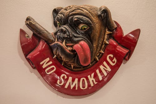 有关动物, 抽烟, 狗的免费素材图片